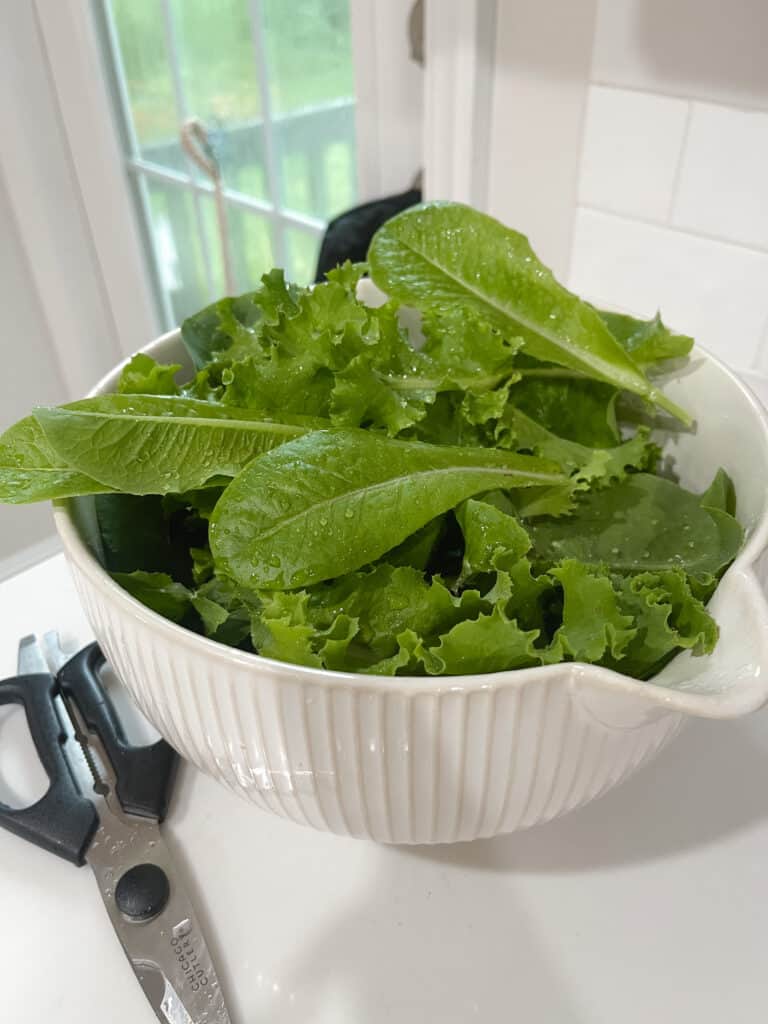 Fresh lettuce in a bowl