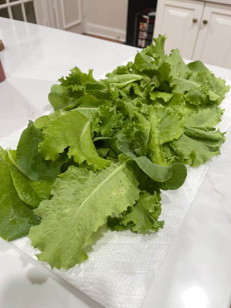 fresh lettuce after washing, drying on a paper towel